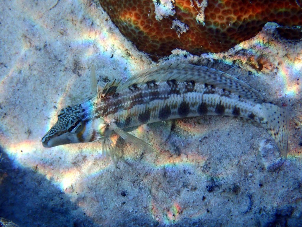 Parapercis australis