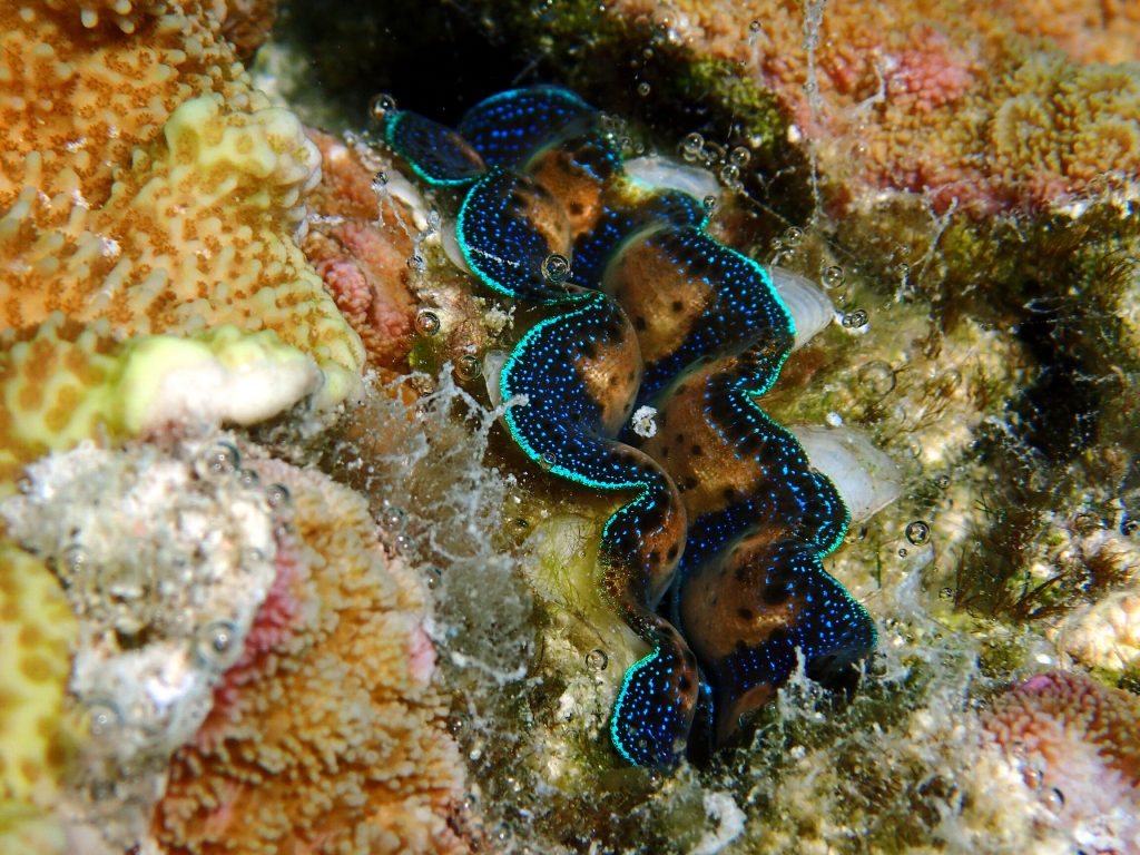 Mollusques