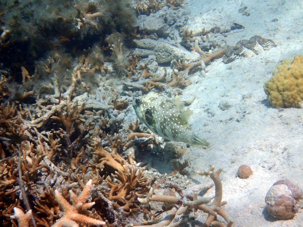 Arothron hispidus