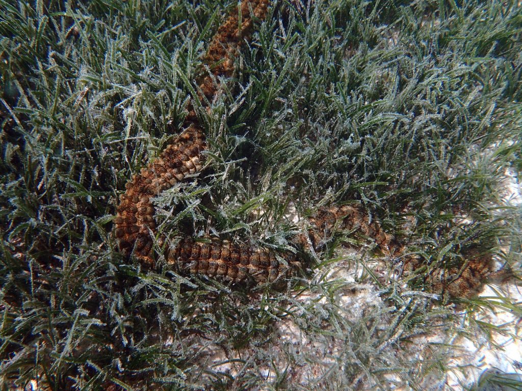 Synapta maculata