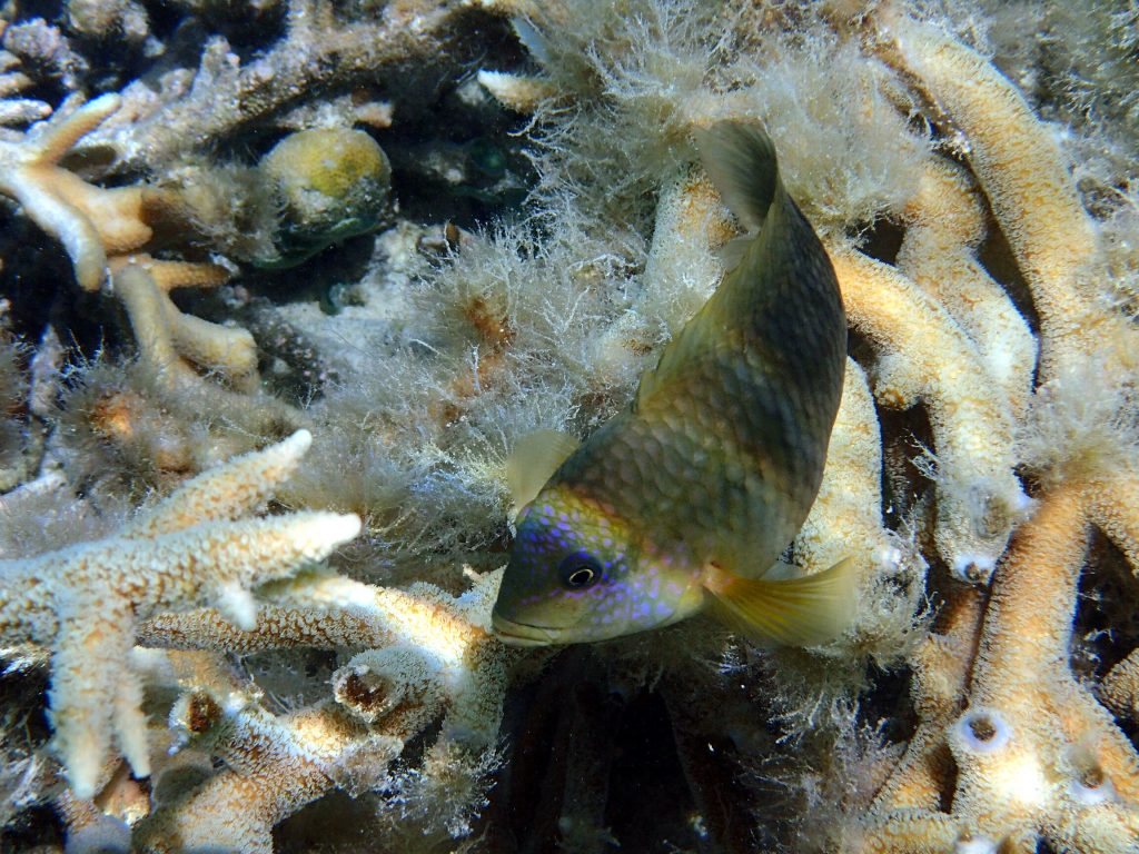 Stegastes punctatus