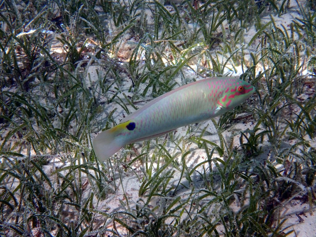 Halichoeres trimaculatus
