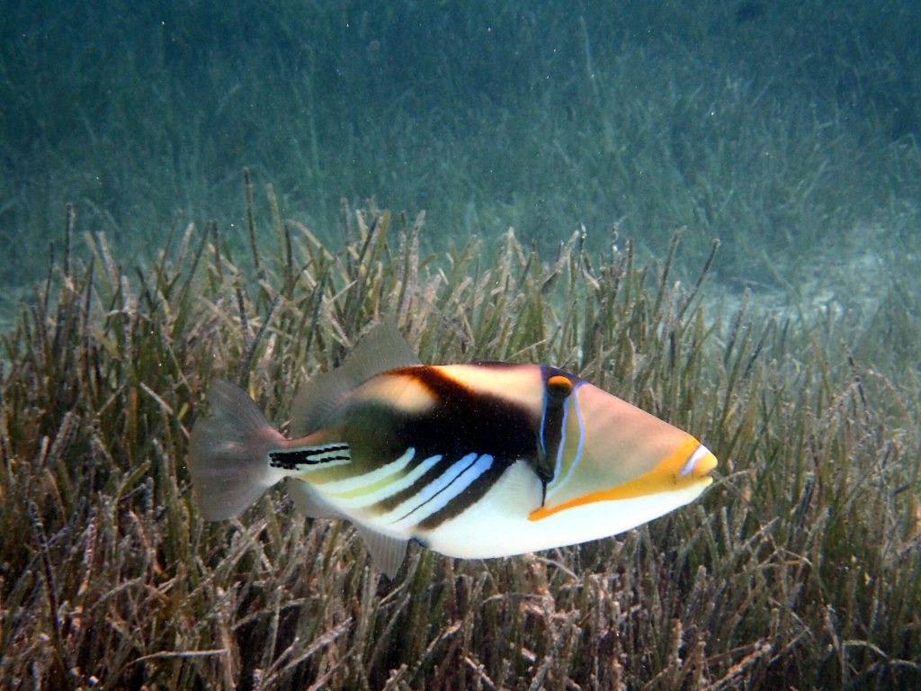 Rhinecanthus aculeatus