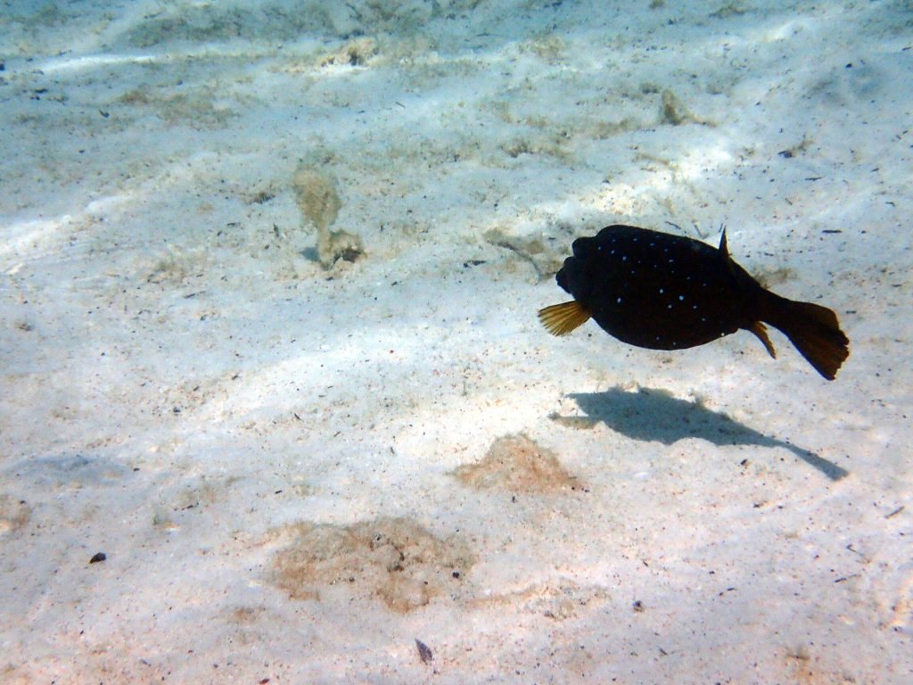 Ostracion cubicus