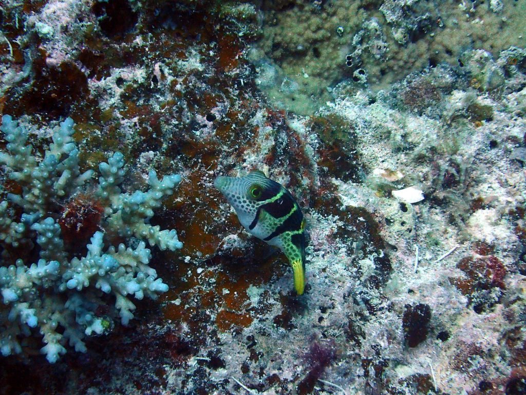 Canthigaster valentini