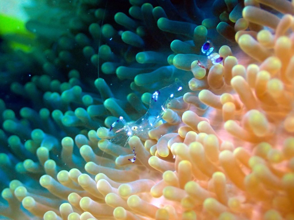 Periclimenes sp.