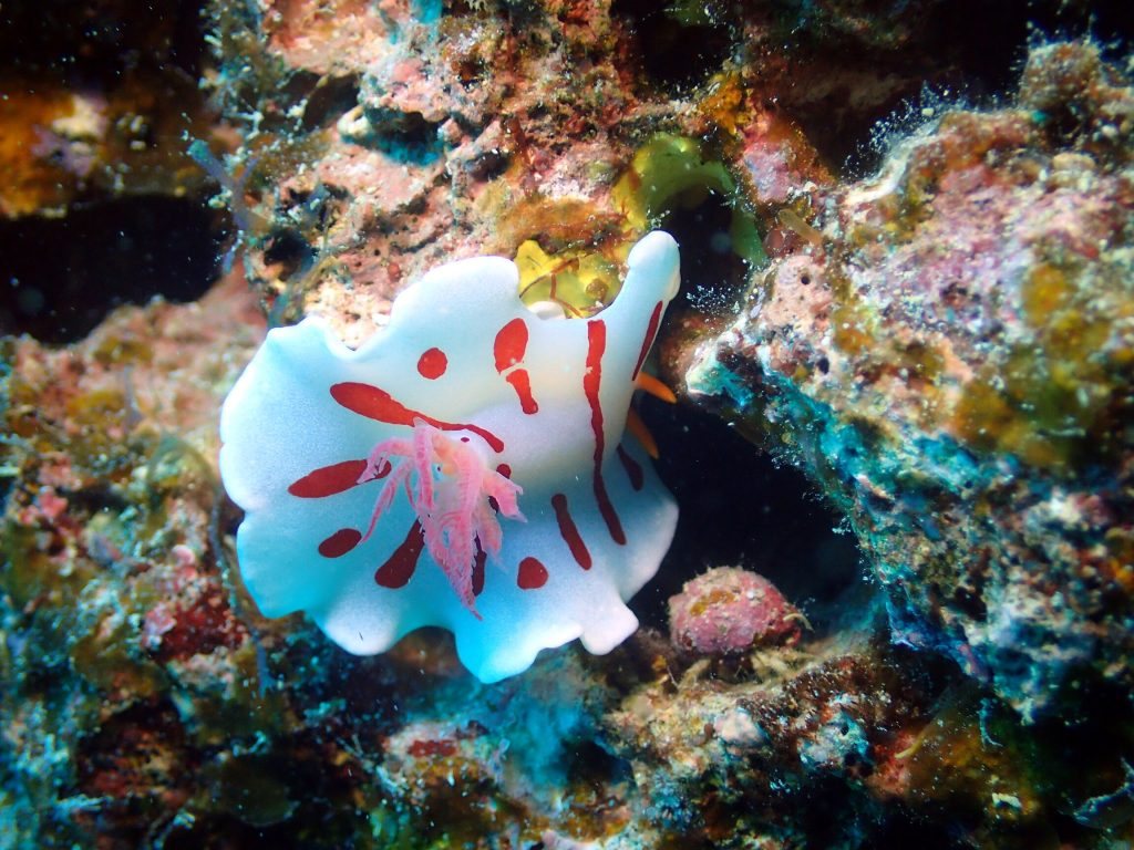 Verconia catalai