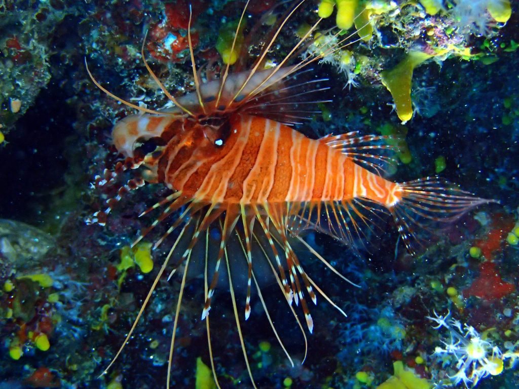 Pterois antennata