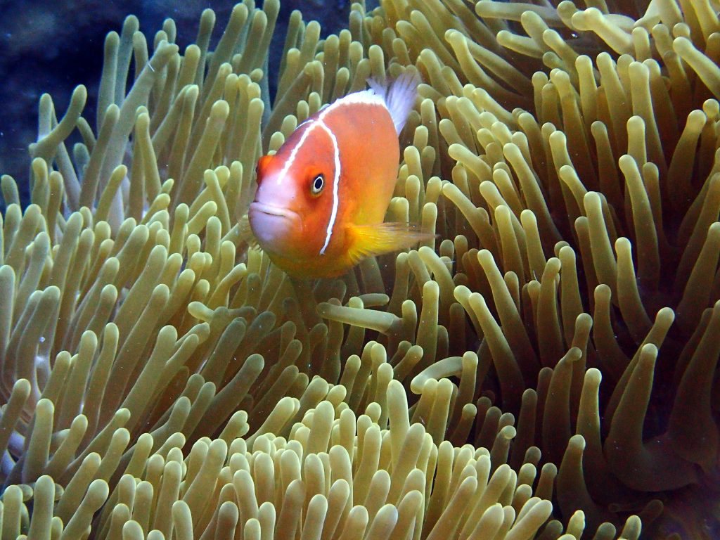 Poisson-clown