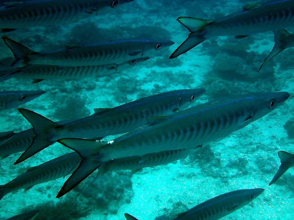 Barracouda
