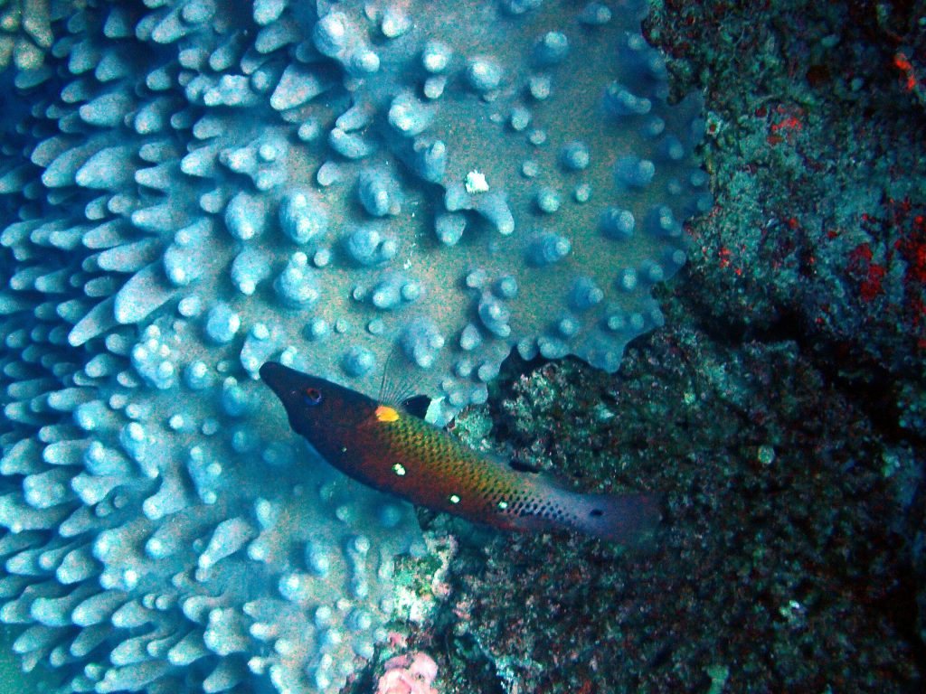 Bodianus dictynna