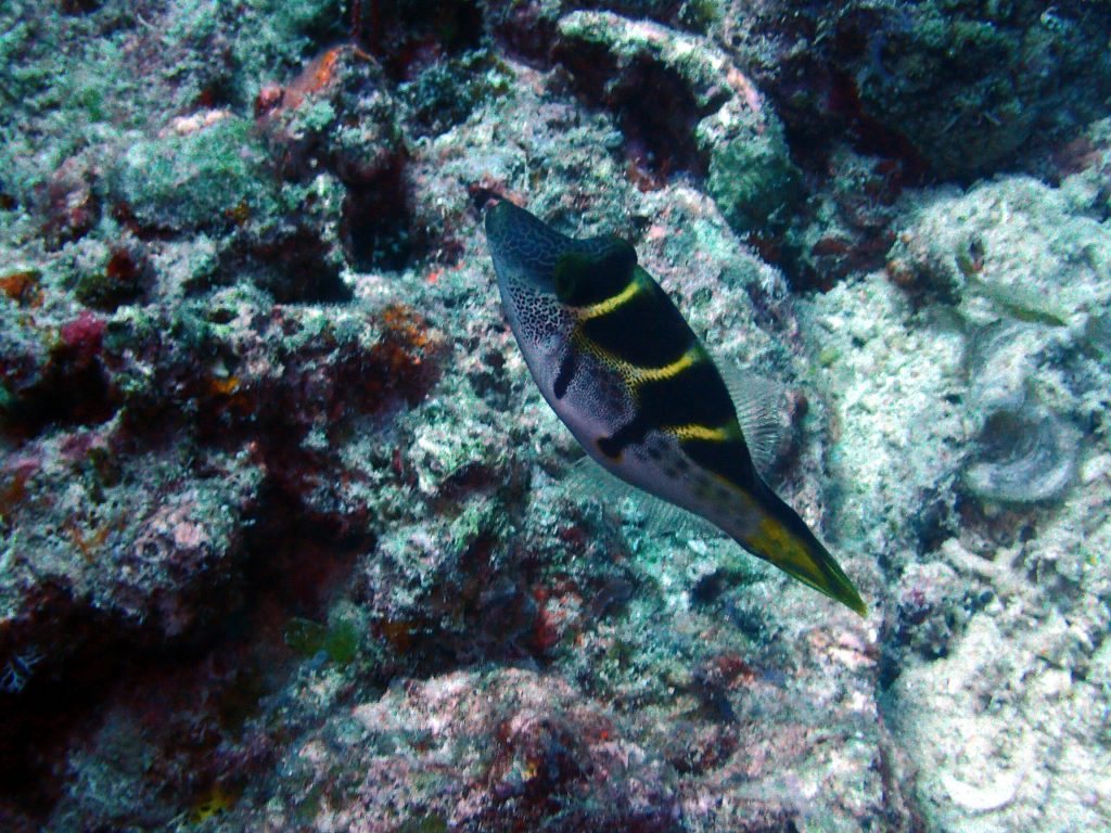 Paraluteres prionurus