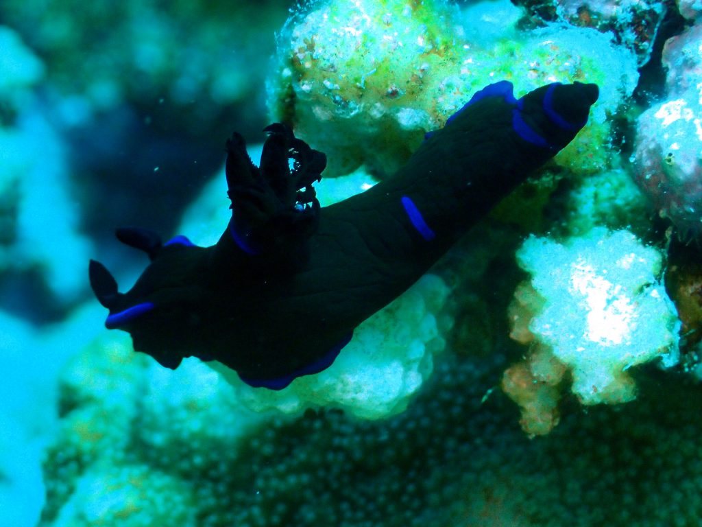 Tambja morosa