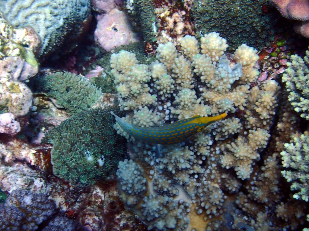 Oxymonacanthus longirostris