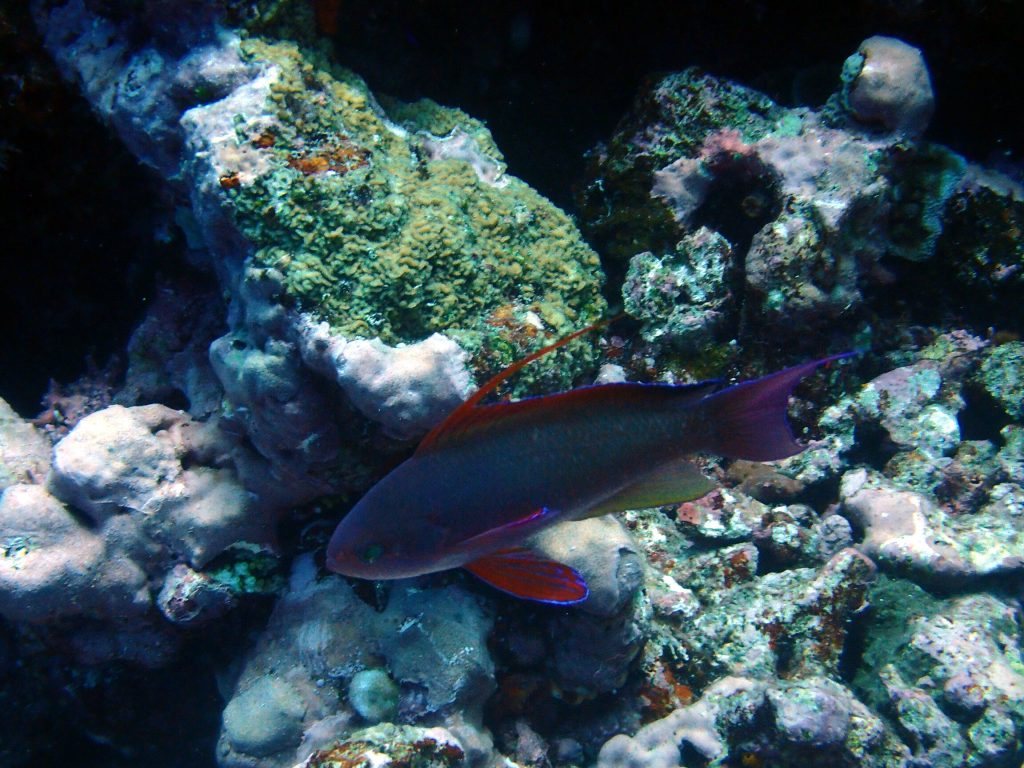 Pseudanthias squamipinnis