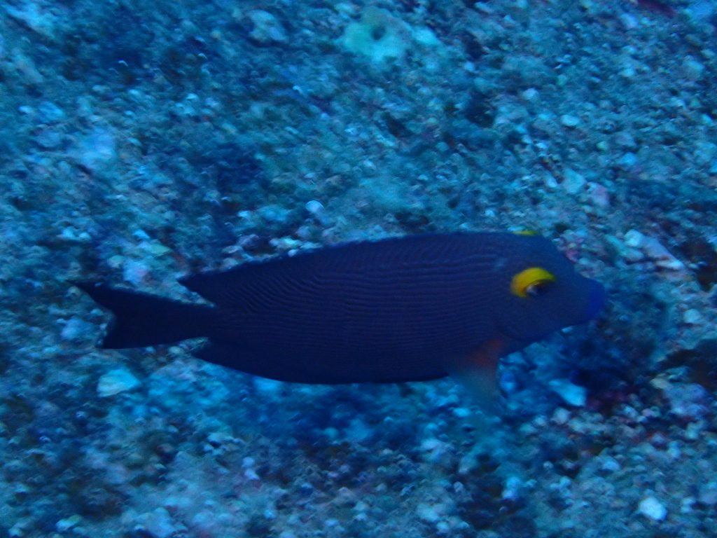 Ctenochaetus strigosus