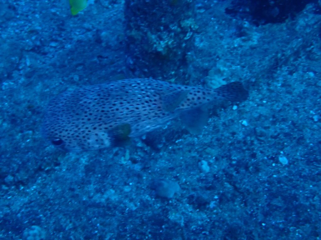 Diodon hystrix