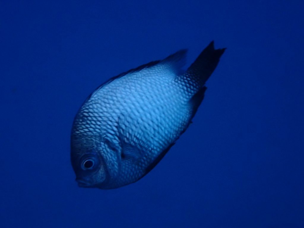 Poisson-demoiselle