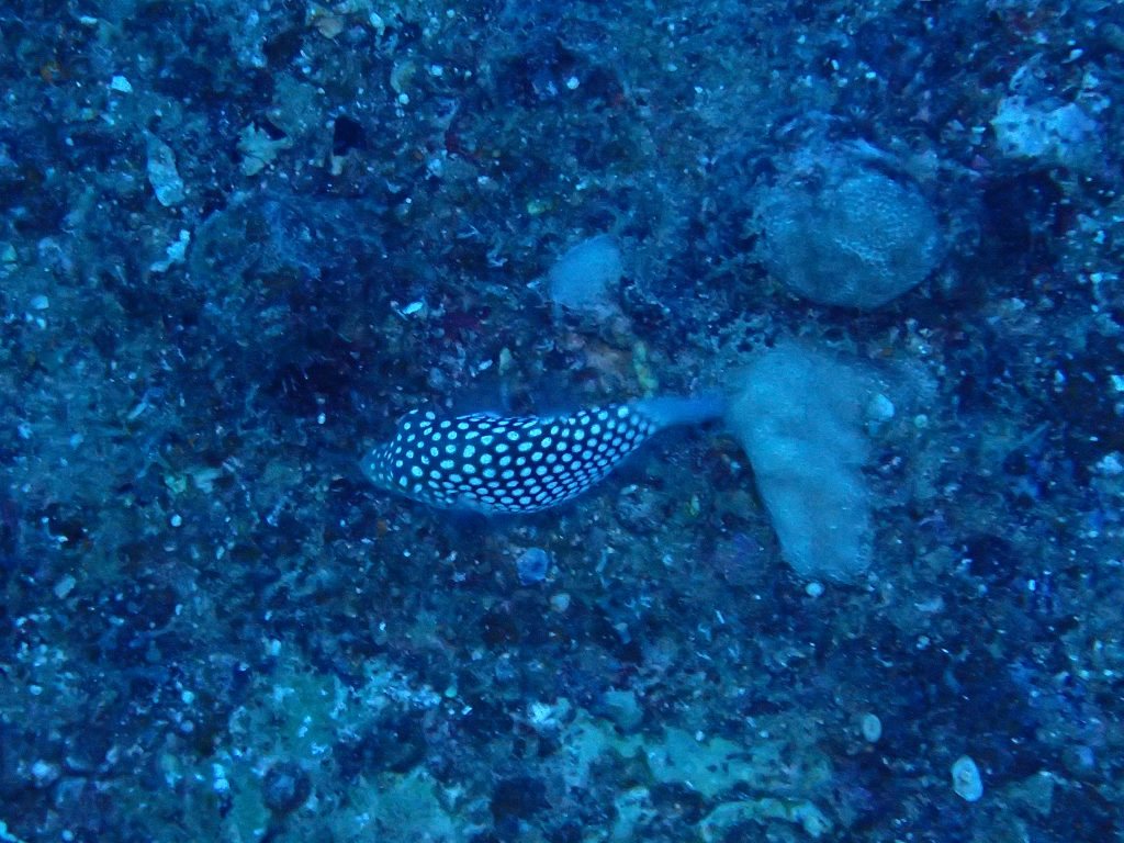 Canthigaster jactator