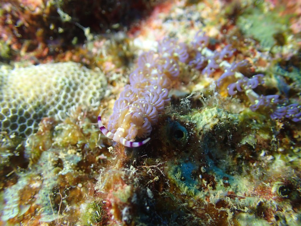 Pteraeolidia ianthina