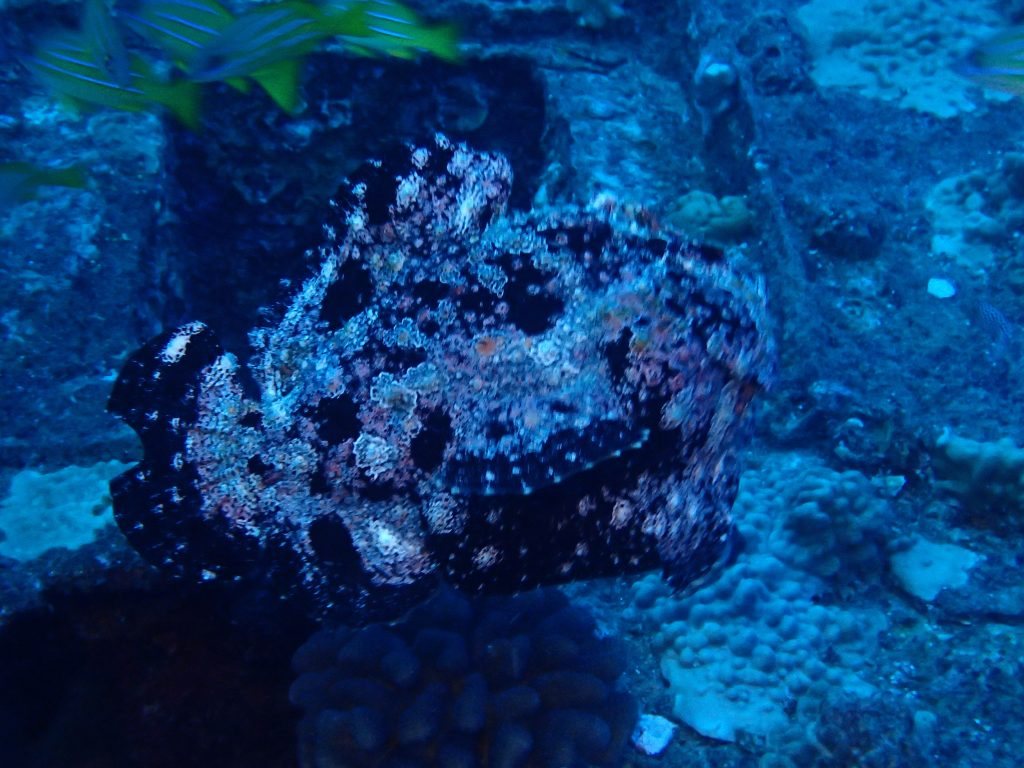 Antennarius commerson