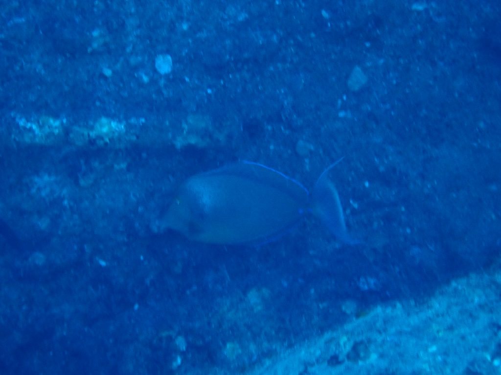 Naso unicornis