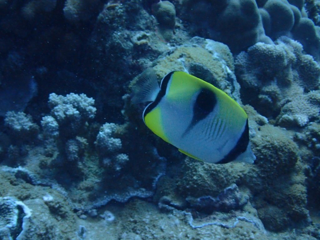 Chaetodon unimaculatus