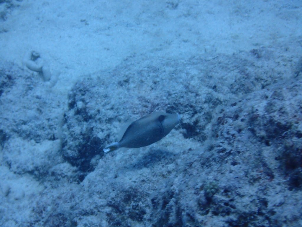 Sufflamen chrysopterum