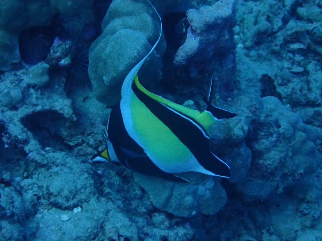 Zanclus cornutus