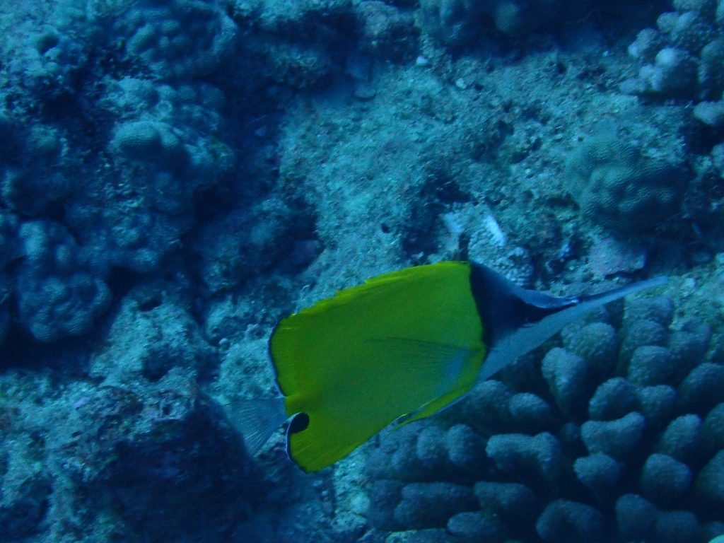 Forcipiger longirostris
