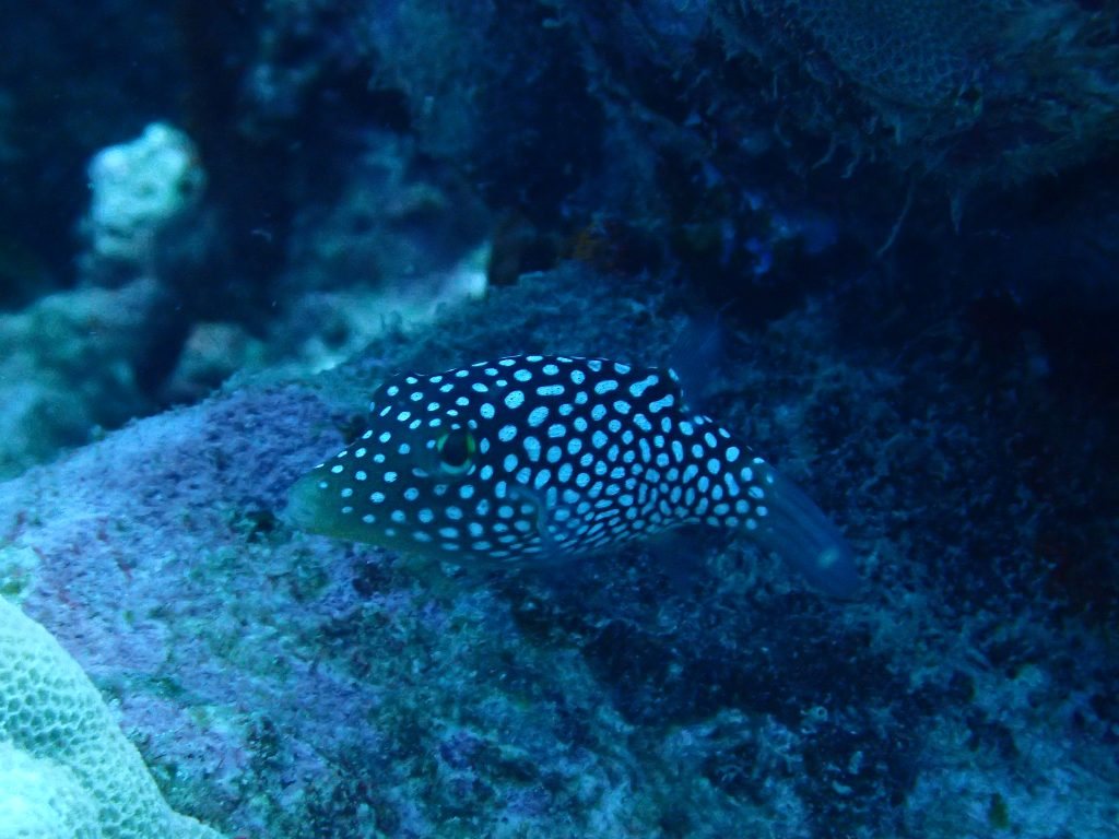 Canthigaster jactator