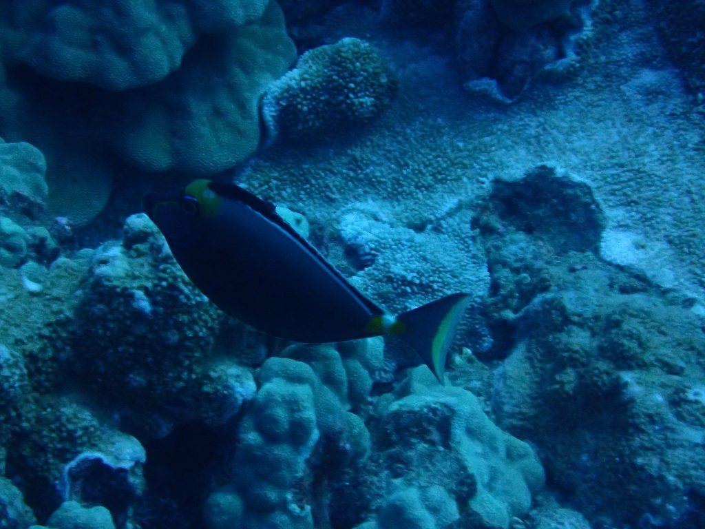 Naso lituratus