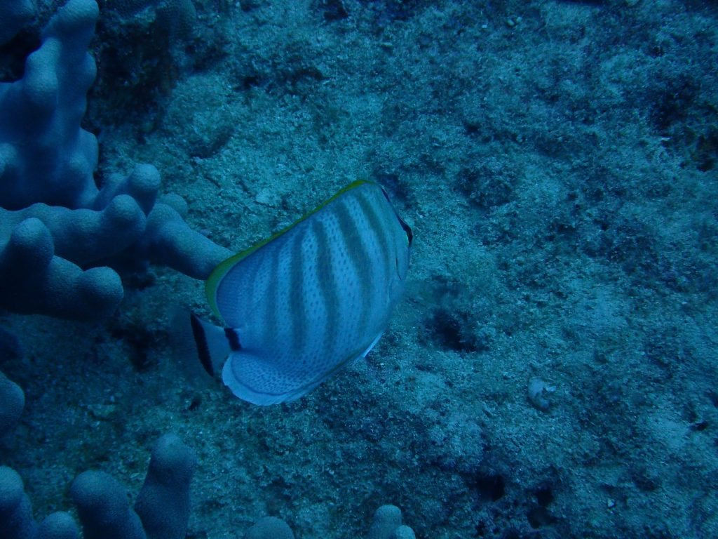 Chaetodon multicinctus