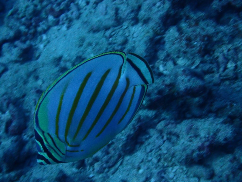 Chaetodon ornatissimus