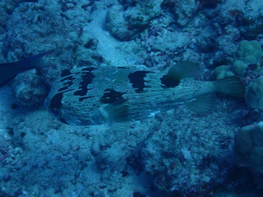 Diodon hystrix