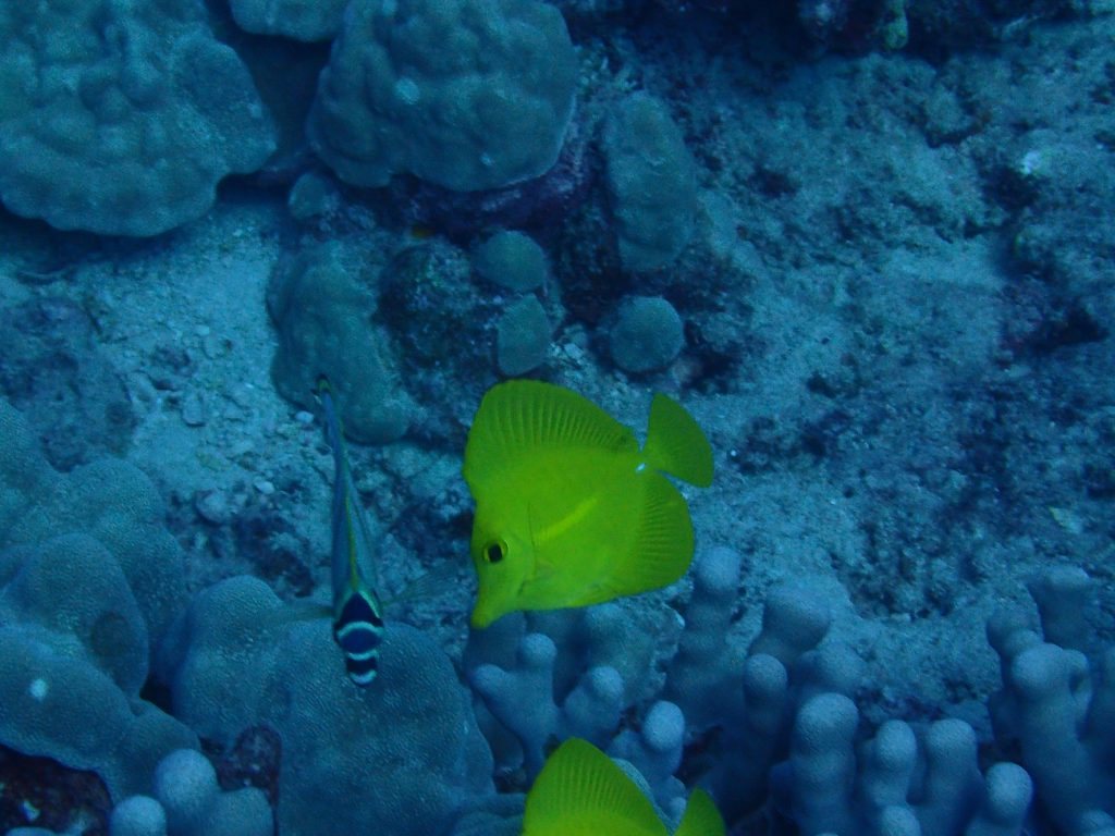 Zebrasoma flavescens