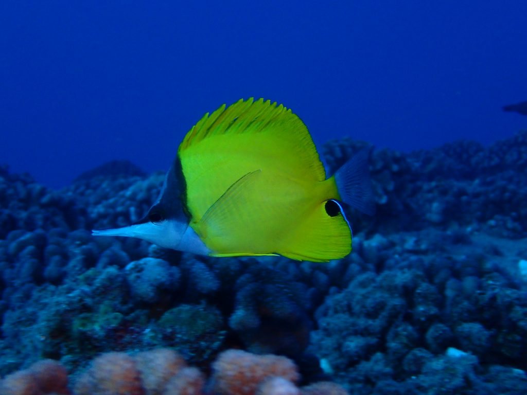 Forcipiger flavissimus