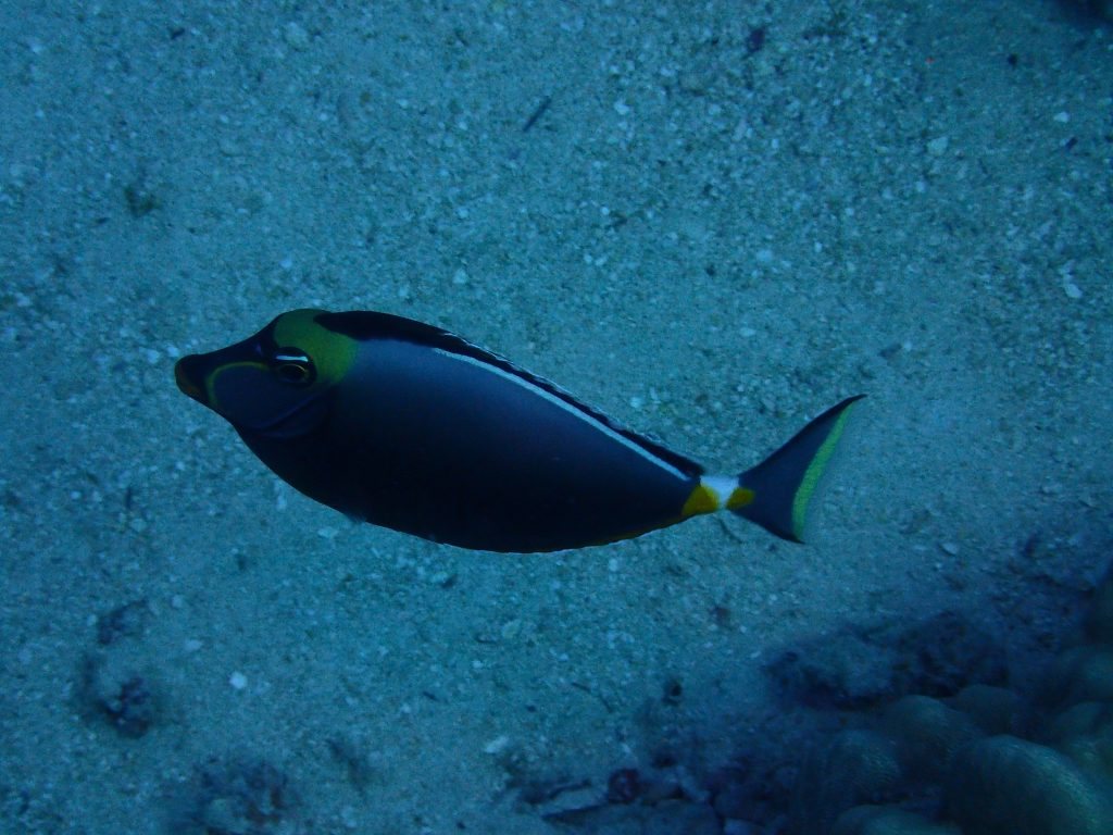 Naso lituratus