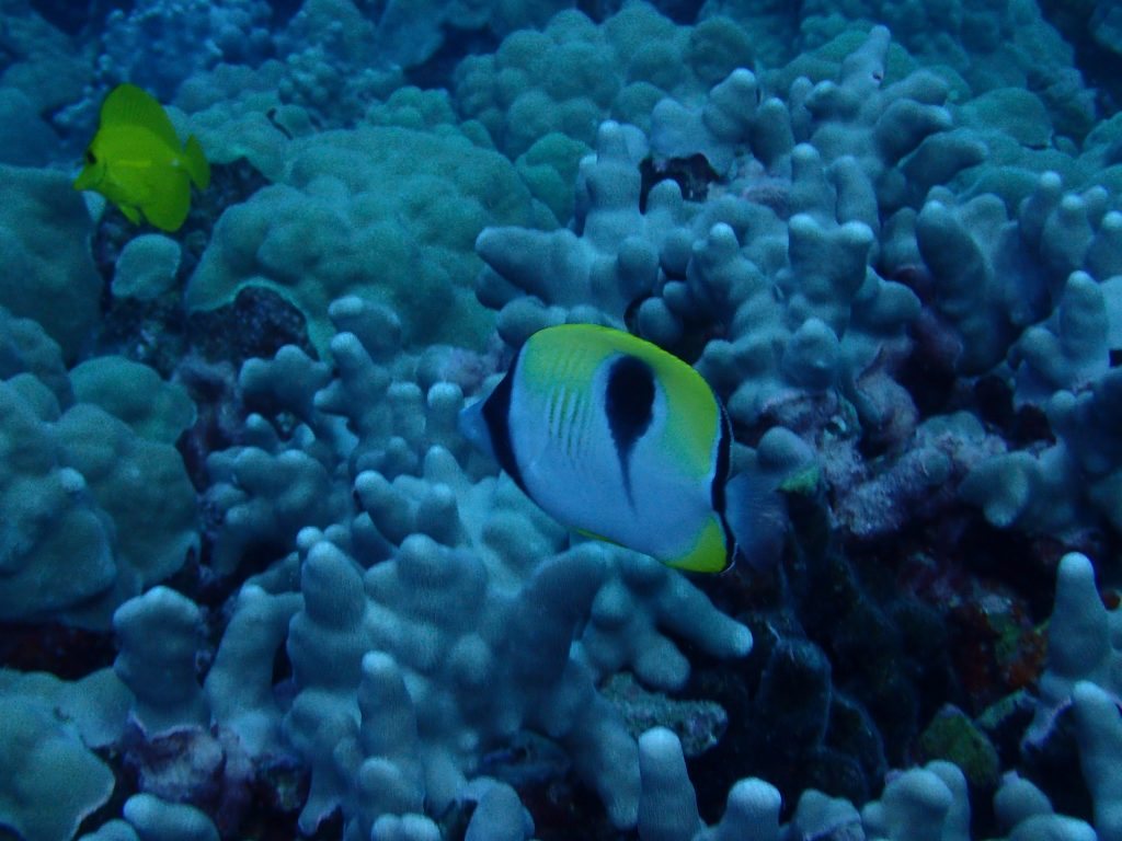Chaetodon unimaculatus