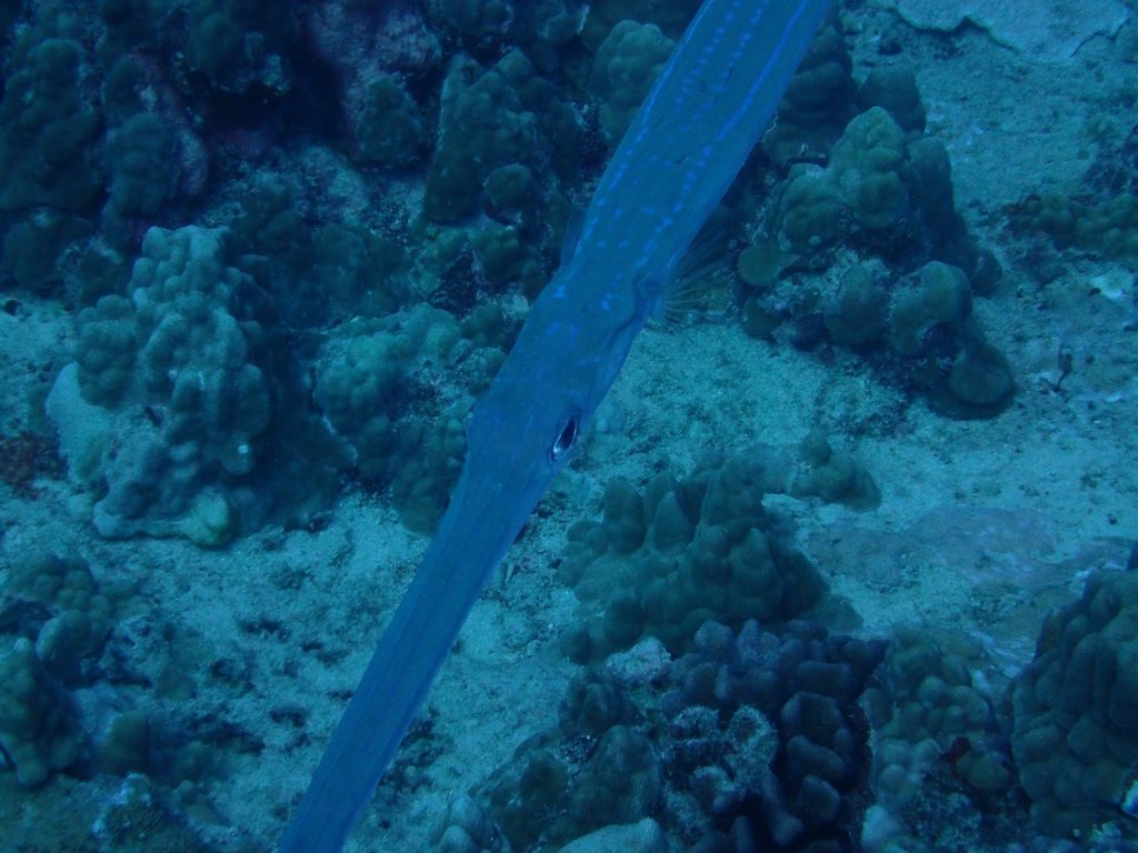 Poisson-flûte