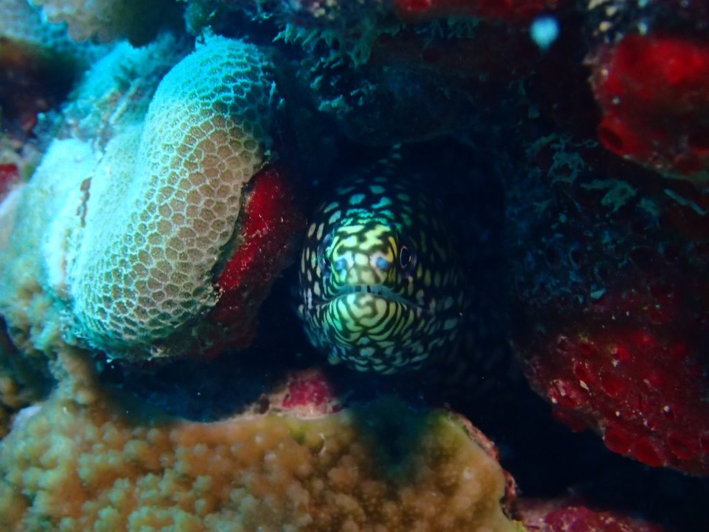 Gymnothorax eurostus