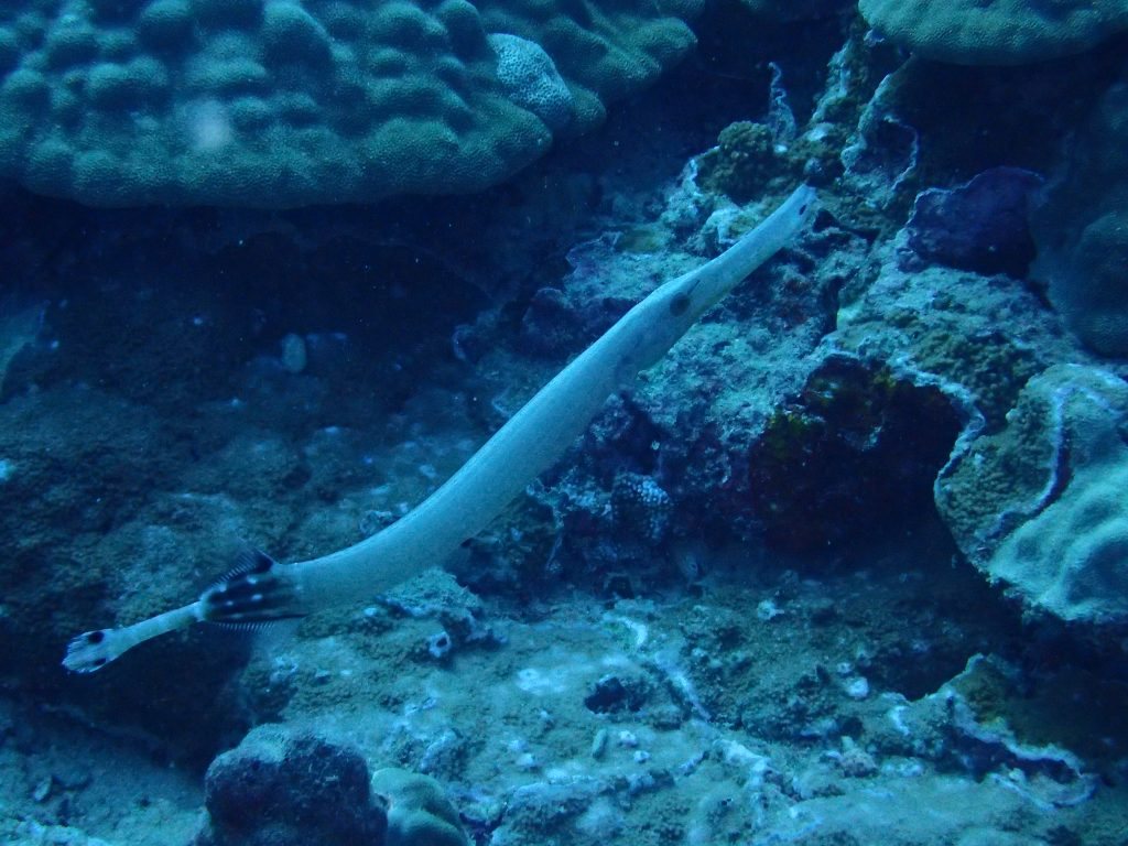 Aulostomus chinensis