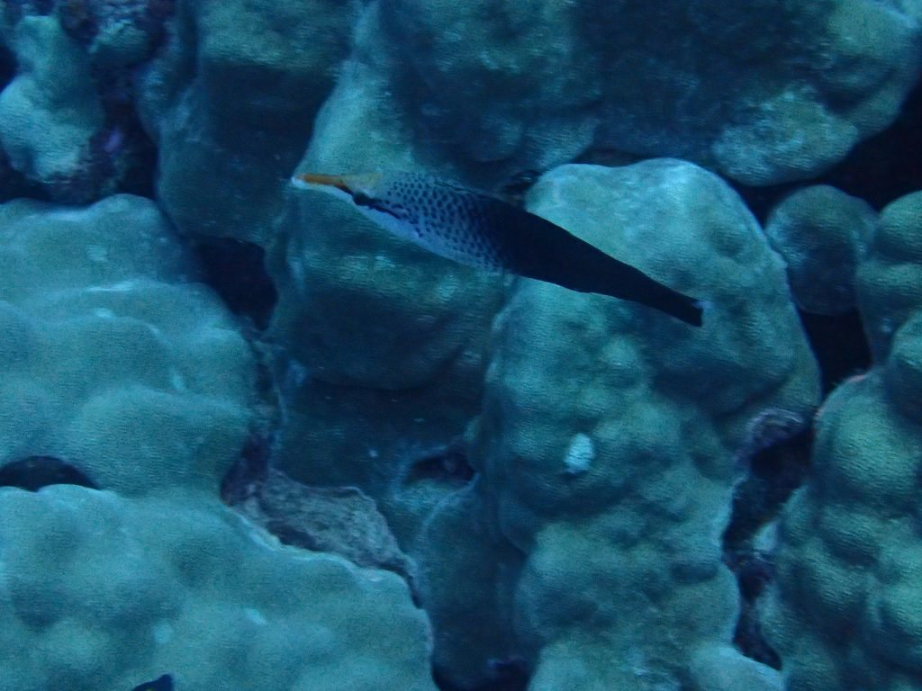 Gomphosus varius