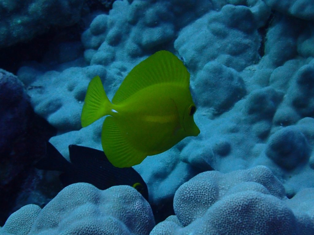 Zebrasoma flavescens