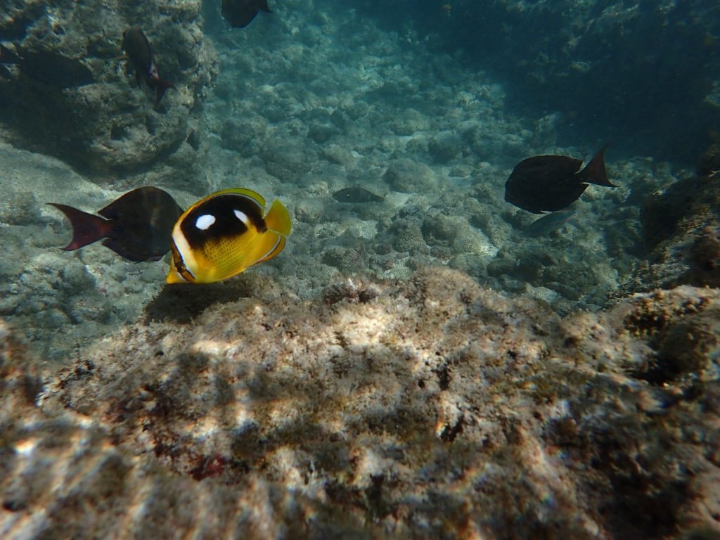 Chaetodon quadrimaculatus