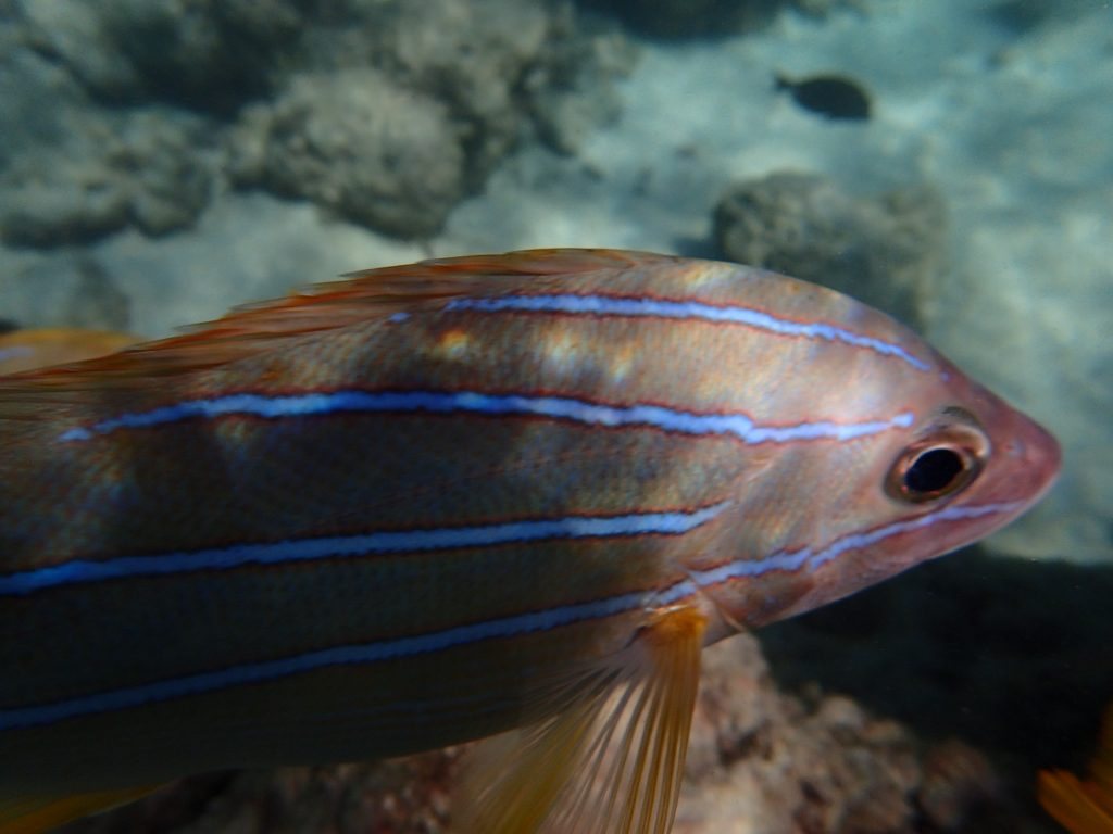 Lutjanus kasmira