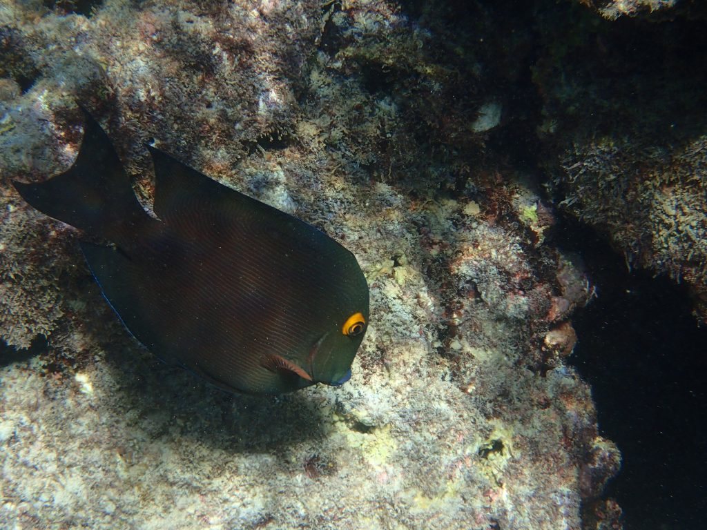 Ctenochaetus strigosus