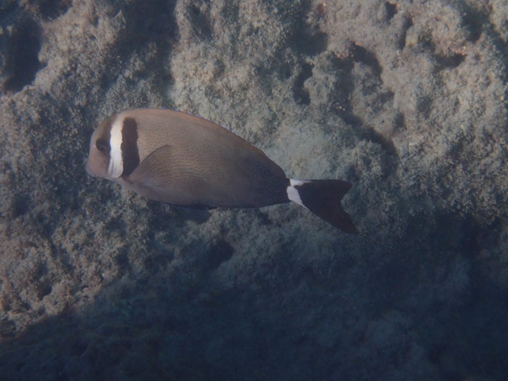 Acanthurus leucopareius