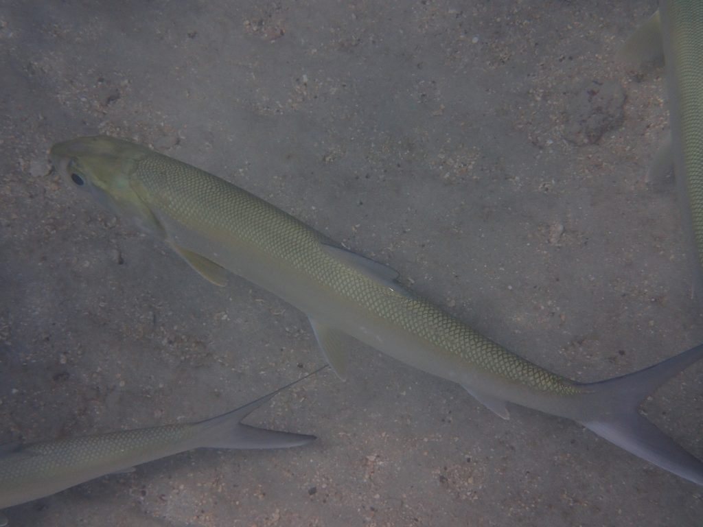 Elopiformes
