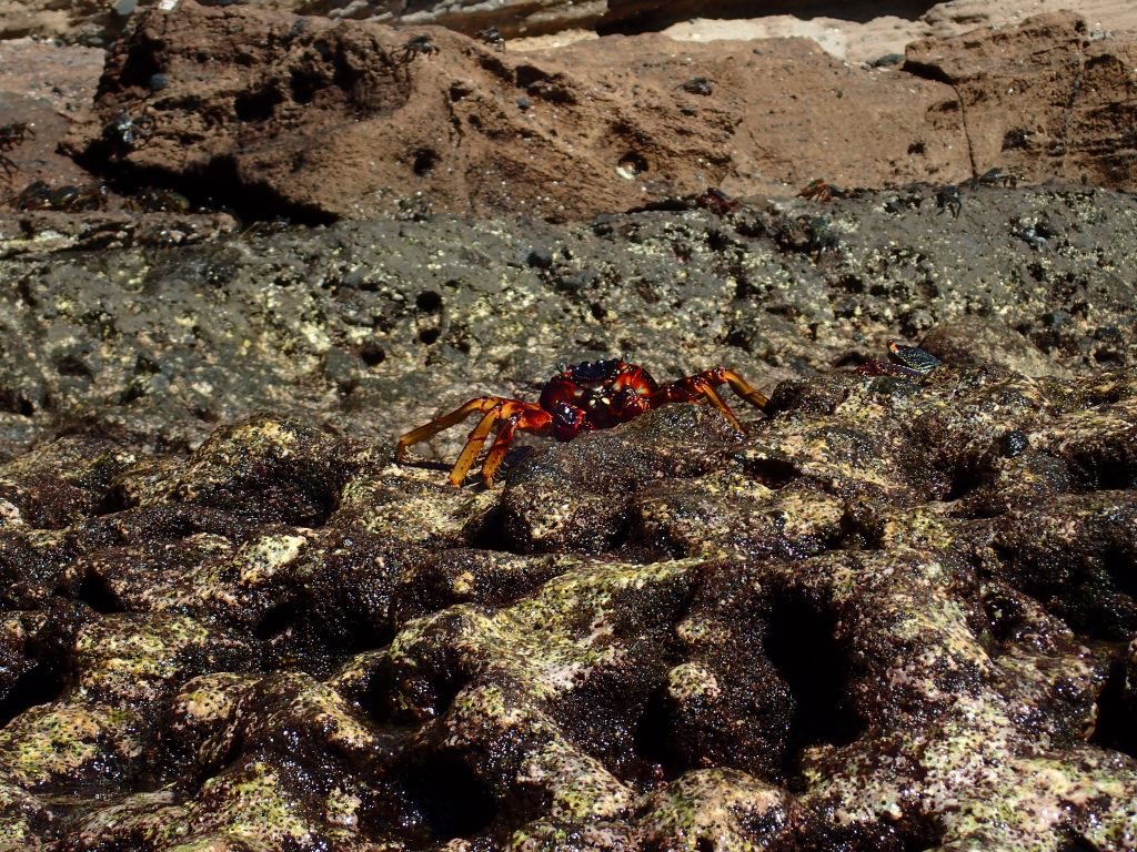 Crabe